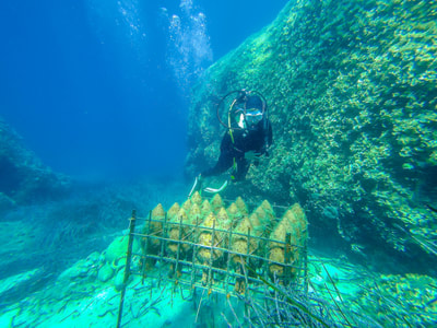 Scuba diving, Peljesac, Croatia