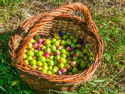 Olives from Peljesac